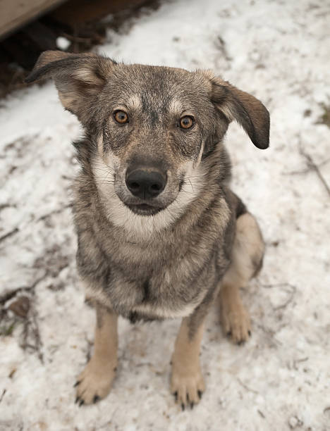 istock Gray dog sitting on snow background 529100595