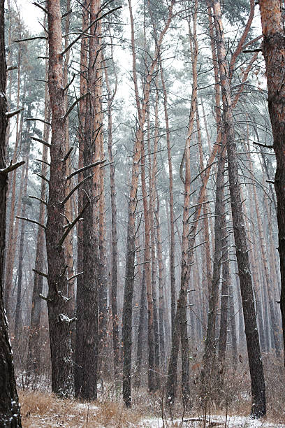 istock Winter pine forest with fog in the background 529101597
