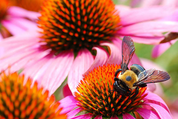 Bee Rushes to Harvest Pollen from Various Echinacea Flowers Bee Rushes to Harvest Pollen from Various Echinacea Flowers bee photos stock pictures, royalty-free photos & images