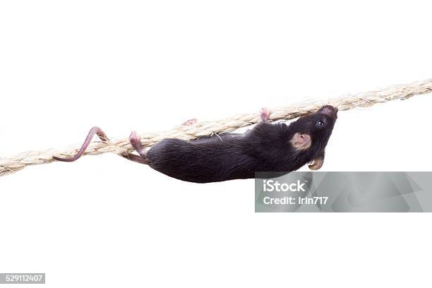 Black Laboratory Mouse Climbs Up Rope Isolated On White Bac Stock Photo - Download Image Now