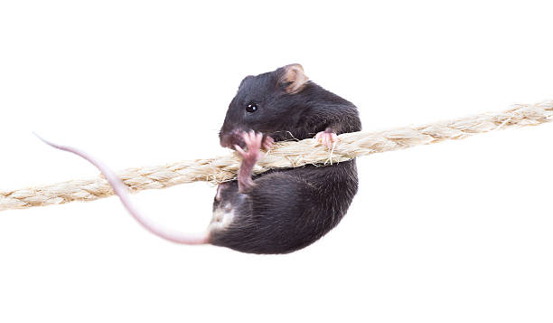 istock Black laboratory mouse tumbles on  rope. Isolated,  white background 529112419