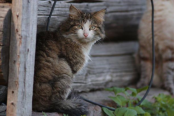 istock domestic cat in the village 529112573