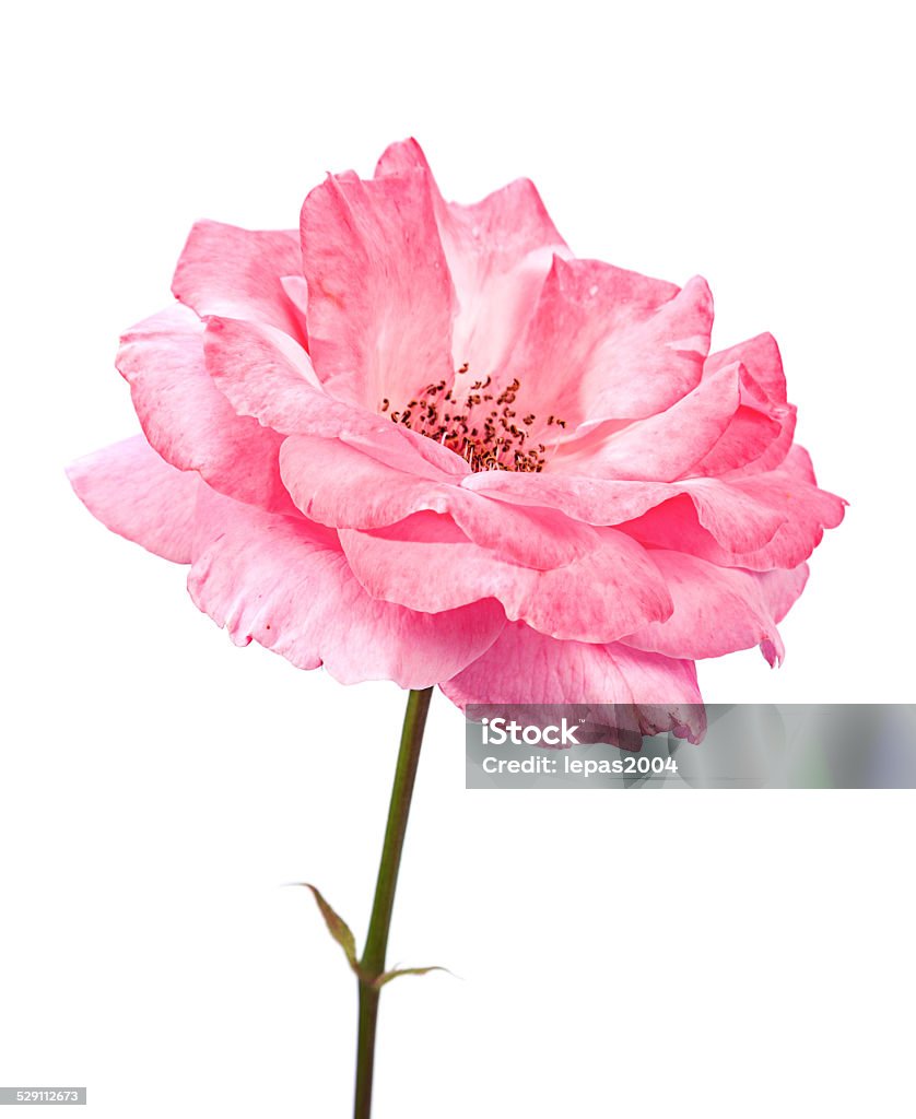 Wild pink rose Wild pink rose head closeup isolated on white Close-up Stock Photo