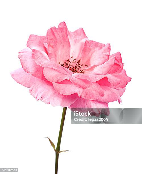 Wild Pink Rose Stock Photo - Download Image Now - Close-up, Color Image, Cut Out