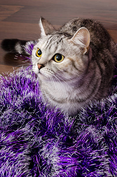Striped kitten plays with Christmas tinsel stock photo