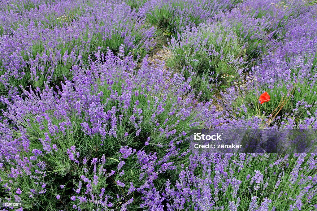 Lavender fields Lavender fields in the Crimea peninsula, Russia Agricultural Field Stock Photo