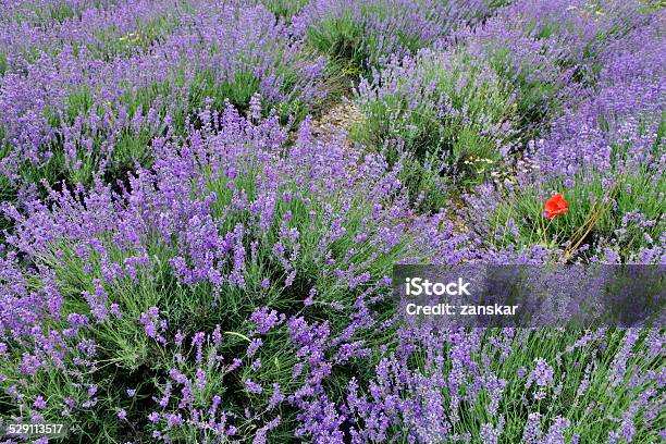 Lavender Fields Stock Photo - Download Image Now - Agricultural Field, Agriculture, Alternative Therapy