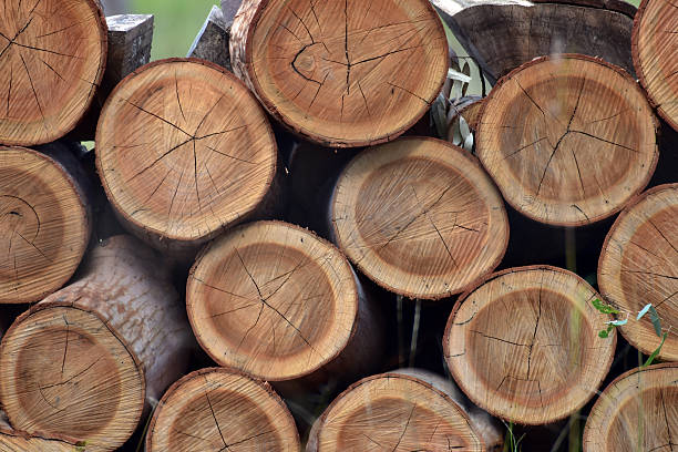 neat journal pile - eucalyptus wood photos et images de collection