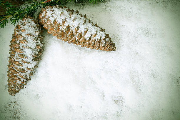 fir hütchen mit pulverschnee - snowpack stock-fotos und bilder