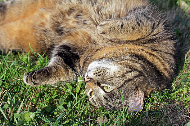 istock cat relaxing in the sun 529114484