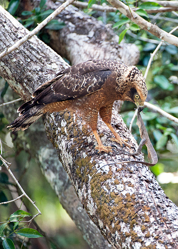 Golden Eagle having caught a lizard, rests on a branch to size up its prey, Minneriya National Park, Sri Lanka