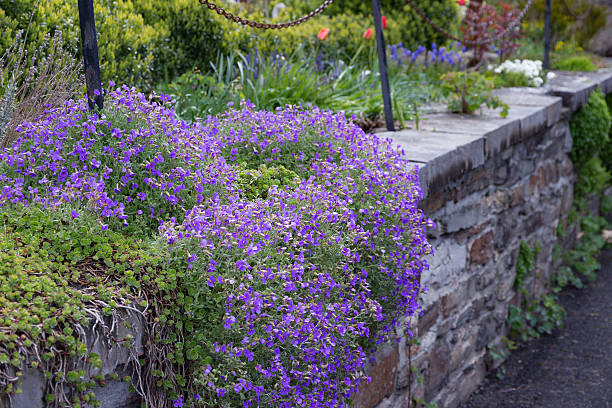 A beautiful flowering purple hanging rock plant called Aubrieta in a nice terrace garden with a stone wall of ancient bricks