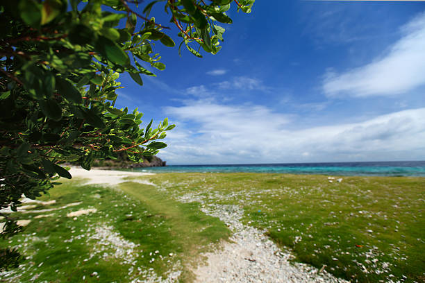 Apo Reef Natural Park Tropical green island and blue sea. Apo Reef Natural Park. Apo island, Philippines. (DOF, focus on a tree leaves) apo island stock pictures, royalty-free photos & images