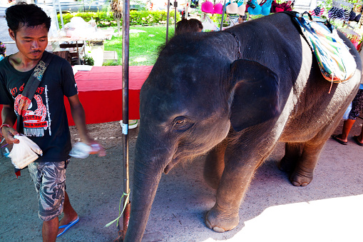 Sak Lek, Thailand - May 24, 2013: A Thai guide and man is walking with young thai elephant over market in Sak Lek. Scene is on market in Sak Lek, province of Phitsanulok. In backgroundis empty market stall with red canvas.