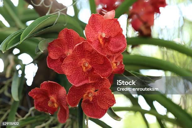 Foto de Laranja Vermelha Vanda Orquídea Natural Jardim Cena e mais fotos de  stock de Abstrato - iStock