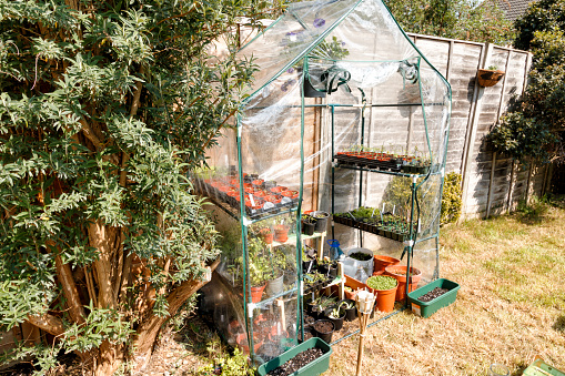 A green house full of flowers,herbs and plants. Greenhouse in the garden