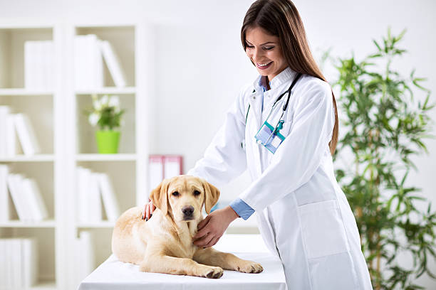 istock Female veterinary examining dog 529116426