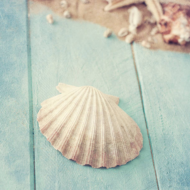 istock summer time with fish star and sea shells 529116481