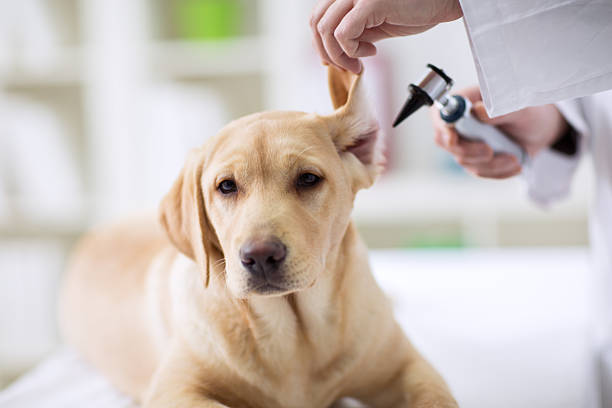 bilan malentendantes de chien labrador dans un vétérinaire - vet dog puppy illness photos et images de collection