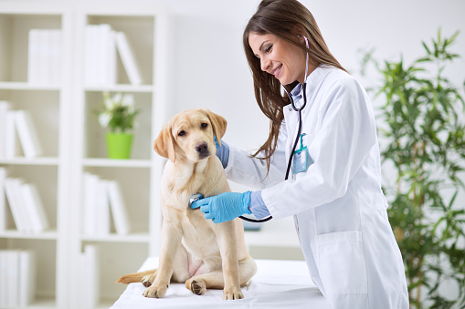 Veterinario médico y labrador cachorro photo