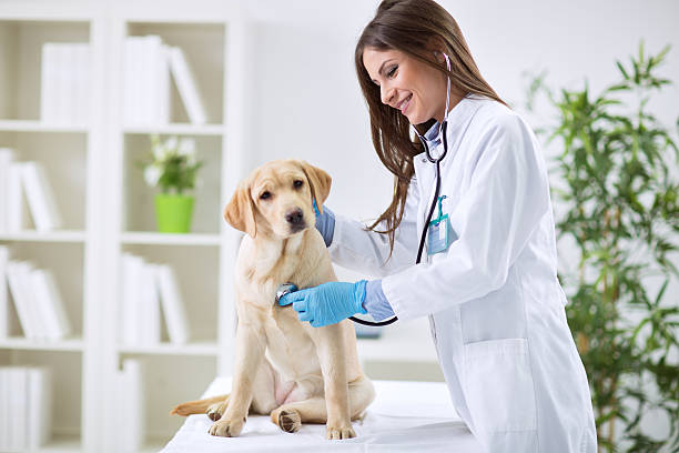 Veterinarian doctor and a labrador puppy Veterinarian doctor and a labrador puppy at vet ambulance animal hospital photos stock pictures, royalty-free photos & images