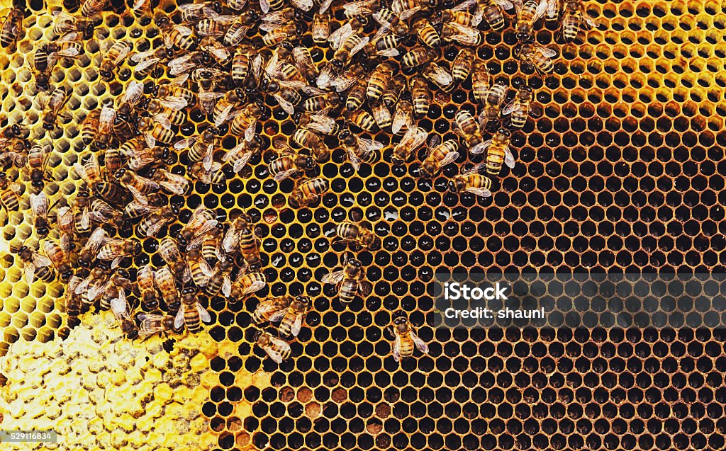 Honeybees - Lizenzfrei Bienenstock Stock-Foto