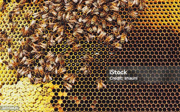 Honeybees Stockfoto und mehr Bilder von Bienenstock - Bienenstock, Bienenwabe, Biene