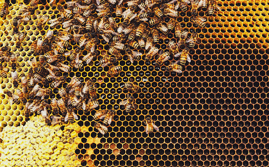 Honeybees swarm around their Queen as she lays eggs inside a beehive.