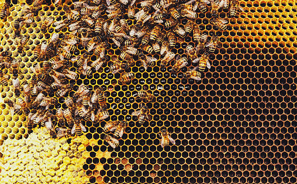 Honeybees Honeybees swarm around their Queen as she lays eggs inside a beehive. beehive stock pictures, royalty-free photos & images