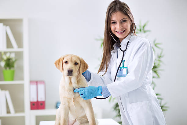 istock Lady veterinary examining the dog 529116858