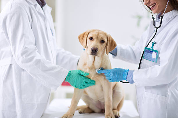istock Dog at the vet 529116906