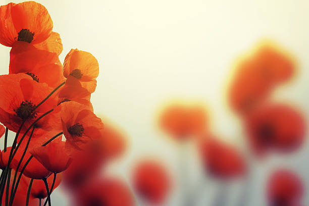 coquelicots au printemps avec beau bokeh - poppy flower field red photos et images de collection