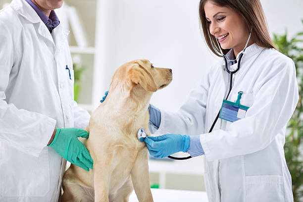 istock Group of veterinarian examining labrador 529116990