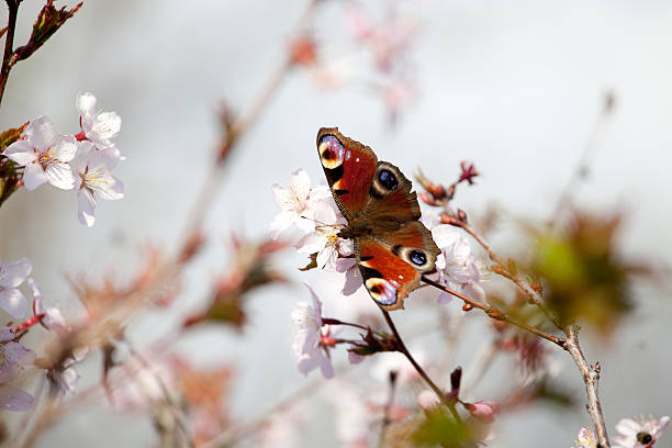 istock peacock butterfly in cherry blossom 529117200