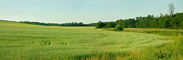 Young grain field  . stock photo