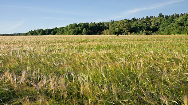 Maturation of grain  .Summer landscape stock photo