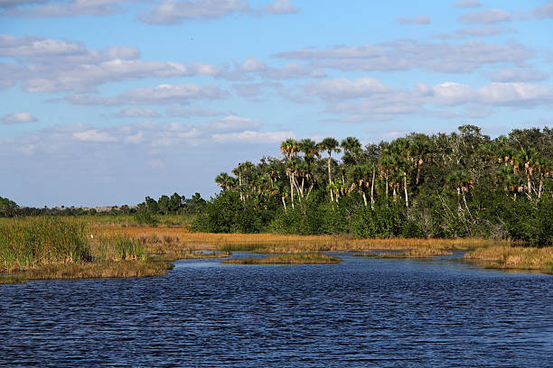 живописный водно-болотных угодьях - big cypress swamp national preserve стоковые фото и изображения