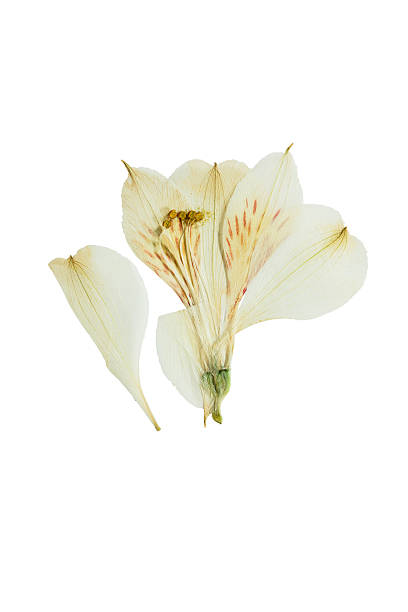 istock Pressed and dried flower alstroemeria. Isolated. 529117918