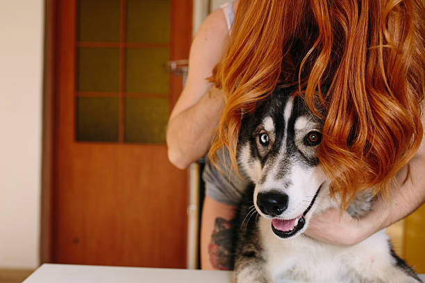 istock dog and hair 529117958