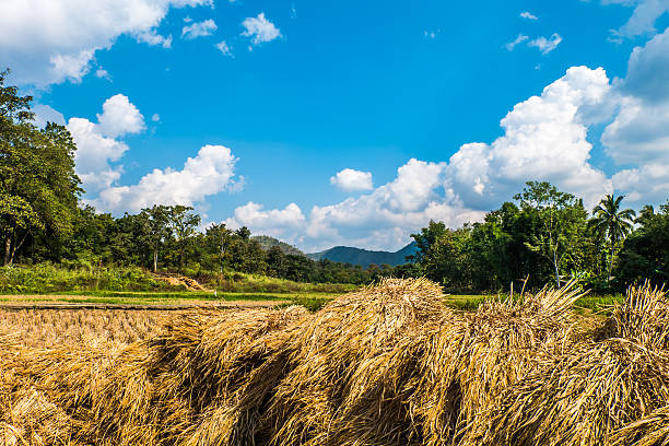 istock Rice straw, forest, smoky clouds and sky. 529117975