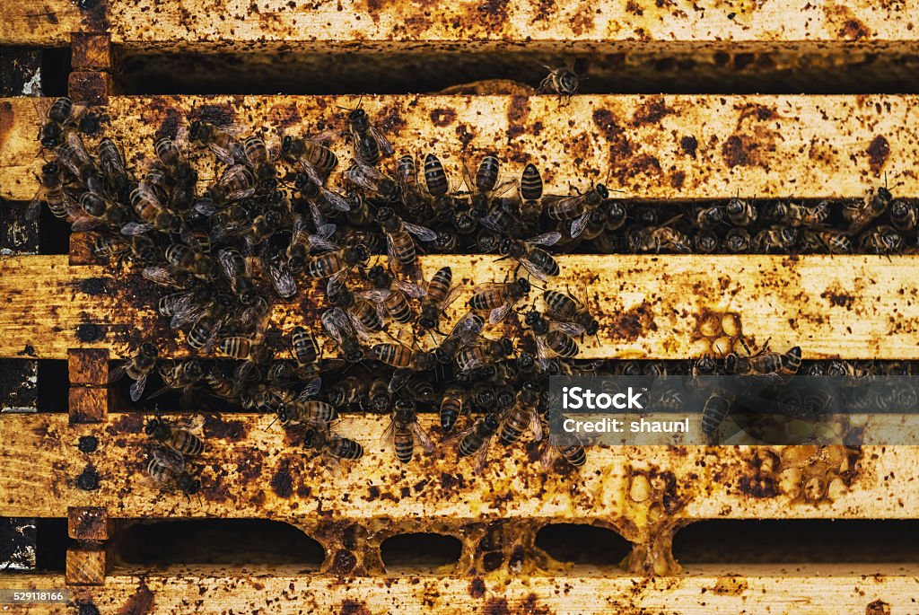 Hive Mind Honeybees swarm around their queen inside the trays of honeycomb filling a hive. Agriculture Stock Photo