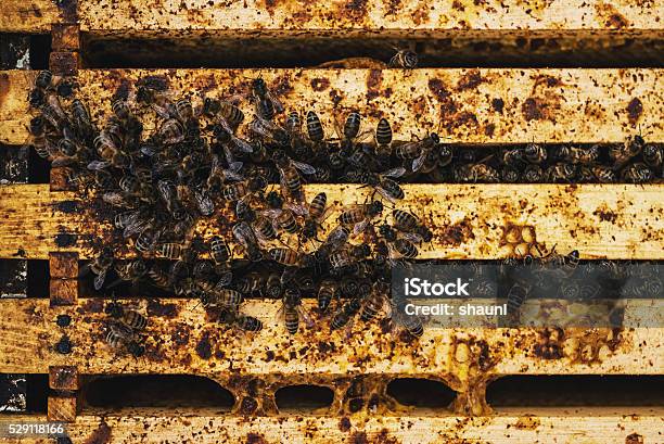 Hive Mind Stock Photo - Download Image Now - Agriculture, Apiculture, Bee