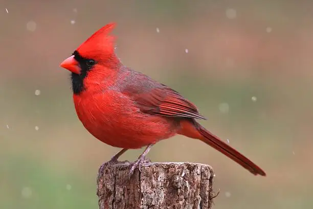 Male Northern Cardinal (cardinalis cardinalis) in a snowy scene