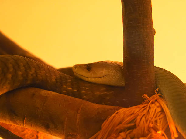 Blue white lipped pit viper, Trimeresurus insularis