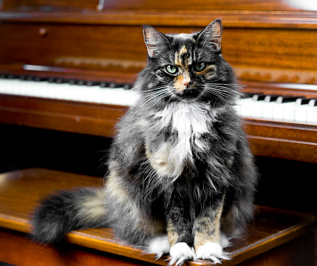 Cat with a piano.  Looking at camera and sitting on piano stool.
