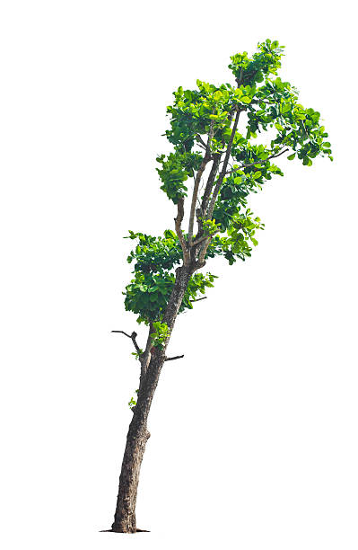 istock Terminalia catappa. (Tropical almond, Bengal almond, Indian almo 529118419