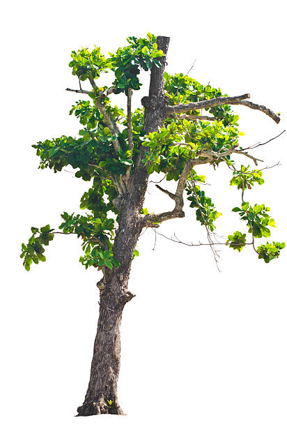 istock Terminalia catappa. (Tropical almond, Bengal almond, Indian almo 529118421
