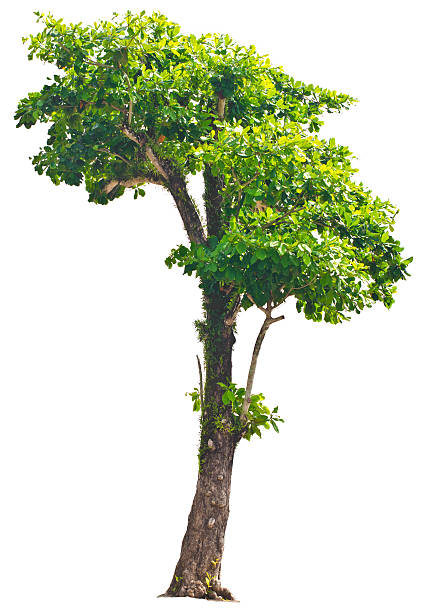 istock Terminalia catappa. (Tropical almond, Bengal almond, Indian almo 529118425