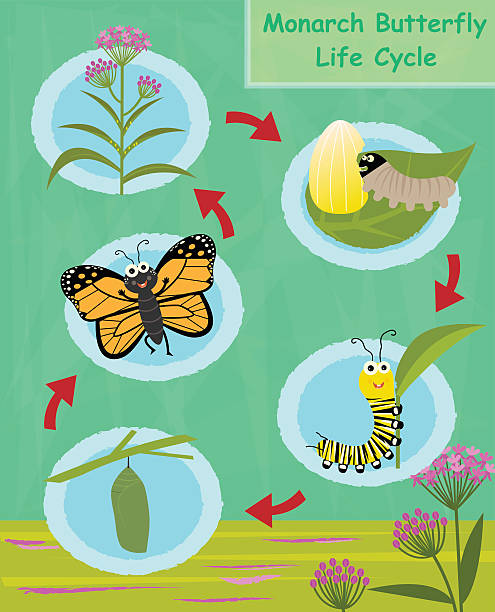 Monarch Butterfly Life Cycle Colorful cartoon diagram of the monarch butterfly life cycle. Eps10 milkweed stock illustrations