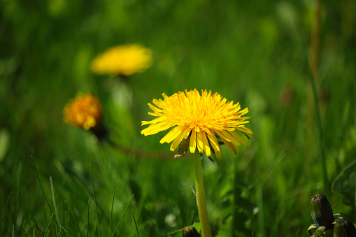 Beautiful detail of dandelion blossom with defocused background with grass and a few other dandelions